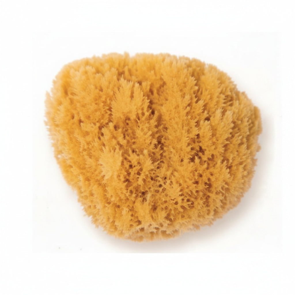 Natursvamp Liten 10-12CM