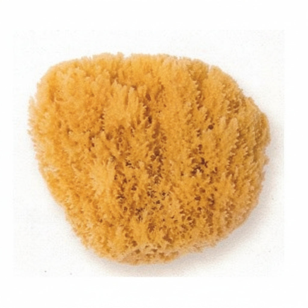 Natursvamp Medium (12-14cm)