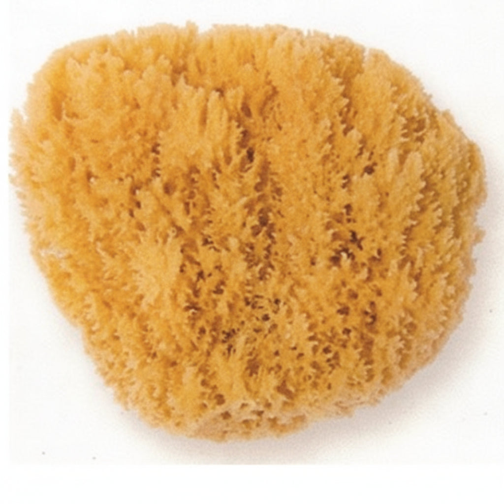 Natursvamp Stor (16-18cm)
